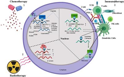 The Impact of m6A RNA Modification in Therapy Resistance of Cancer: Implication in Chemotherapy, Radiotherapy, and Immunotherapy